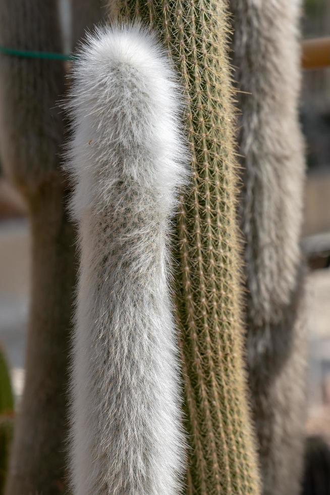 Silver woolly Cleistocactus straussii Heese Backeb photo