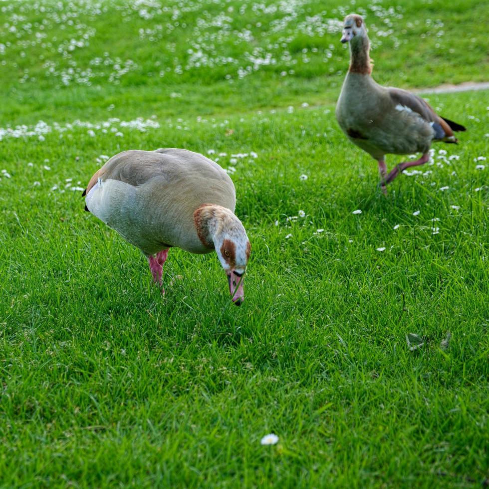Egyptian Geese Wandering through the Grass photo