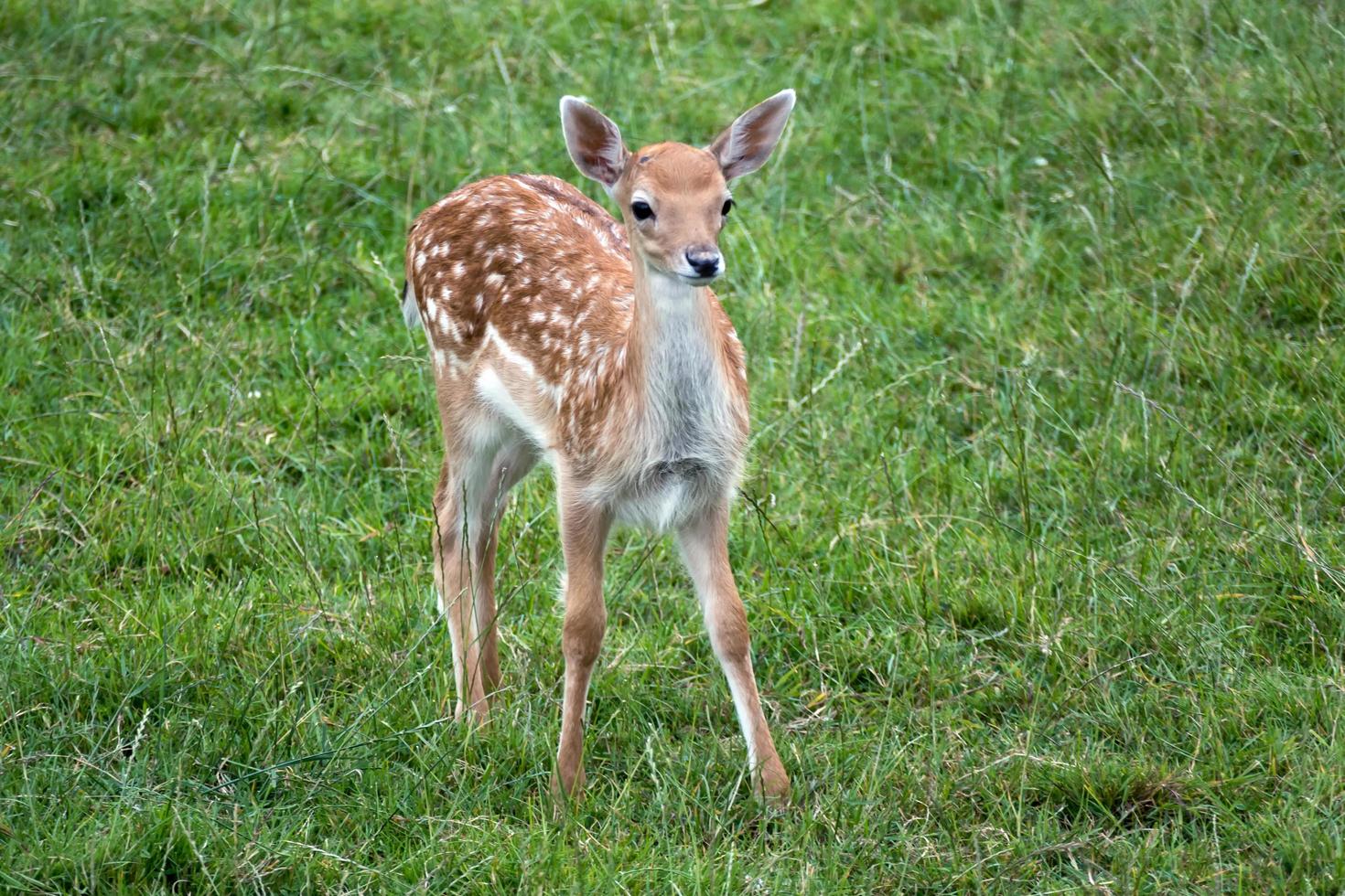 Young Fallow Deer photo