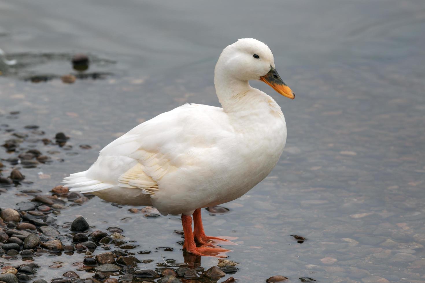 White Duck at Loch Insh photo