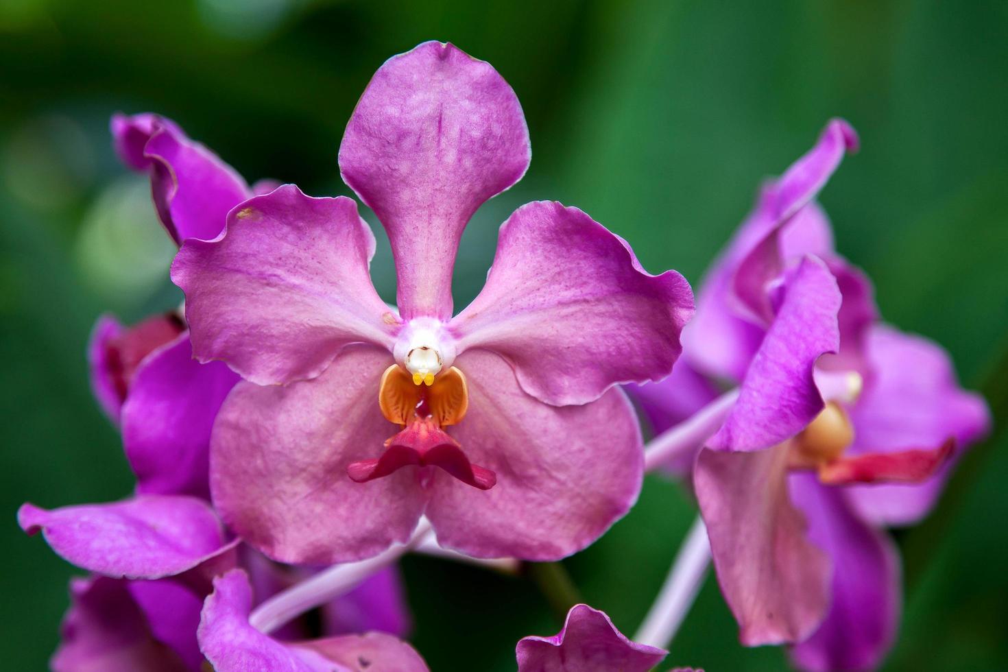 Vanda Usha orchid photo