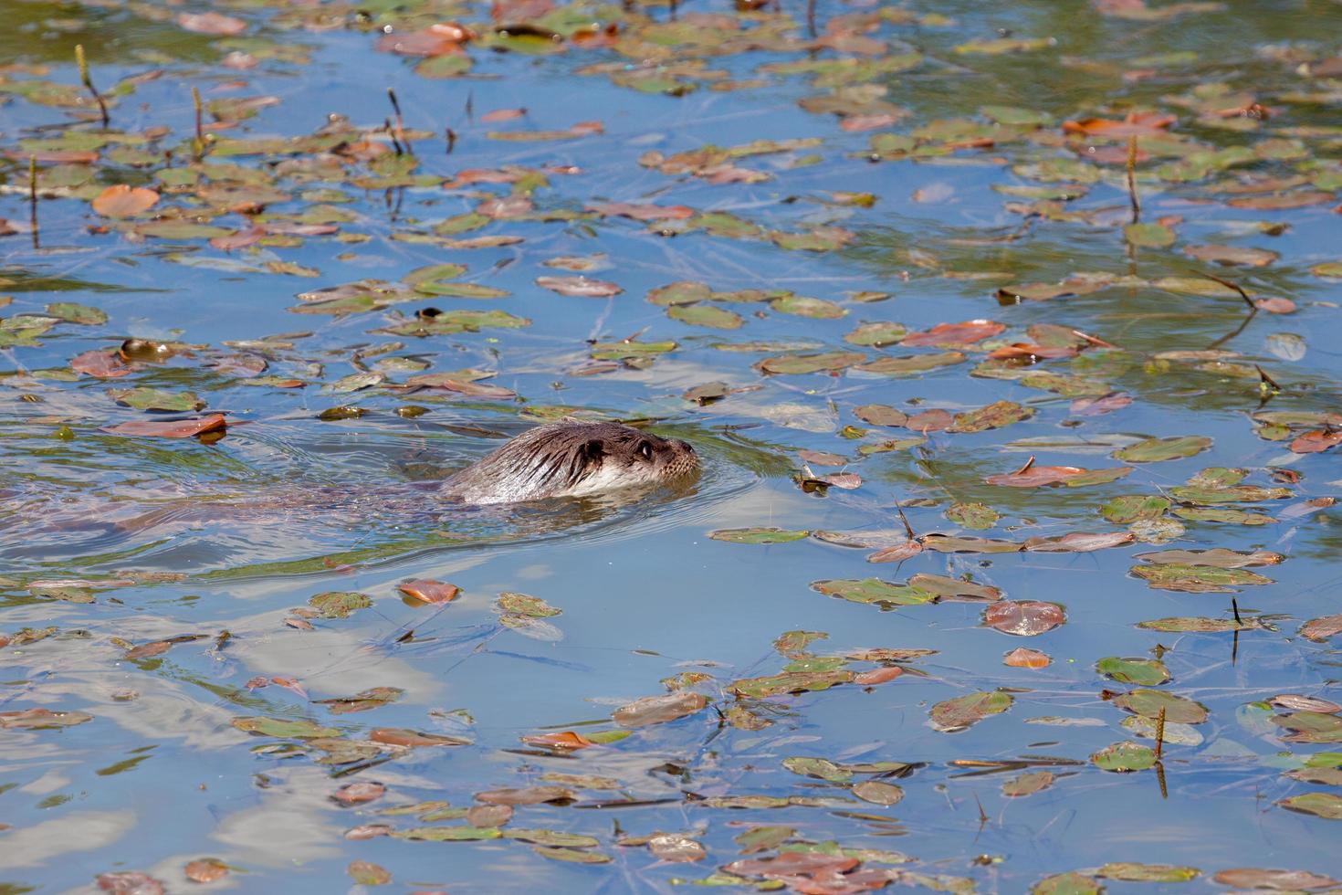Eurasian Otter in natural habitat photo