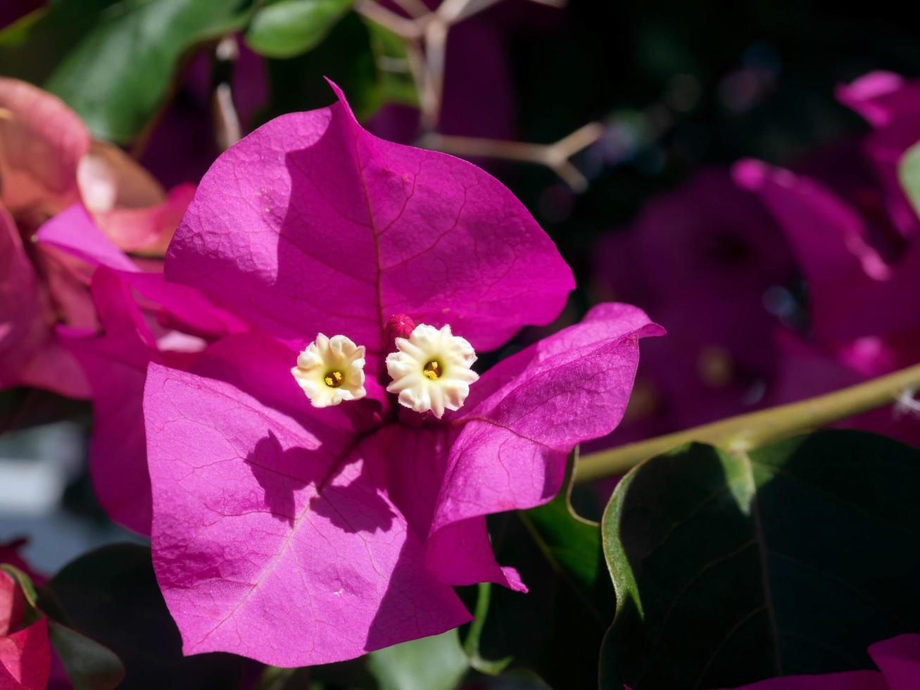 Vibrant pink Bougainvillea flowering in Marbella photo