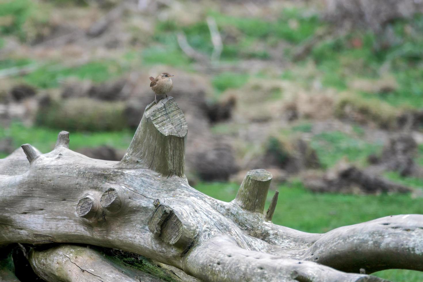 Wren perched on a dead tree photo