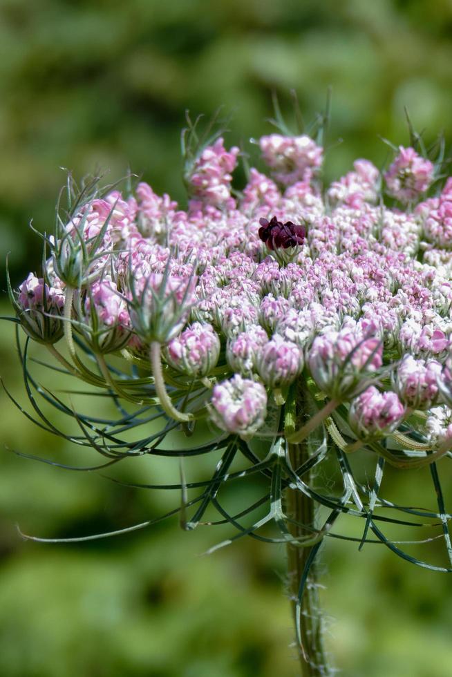 Wild Carrot  in Sardinia photo