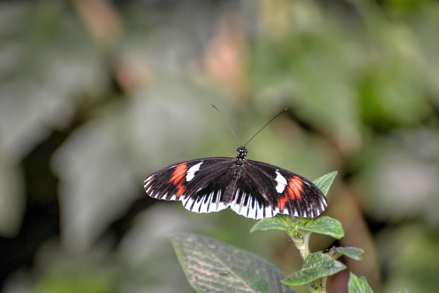 mariposa cartero descansando sobre una hoja foto