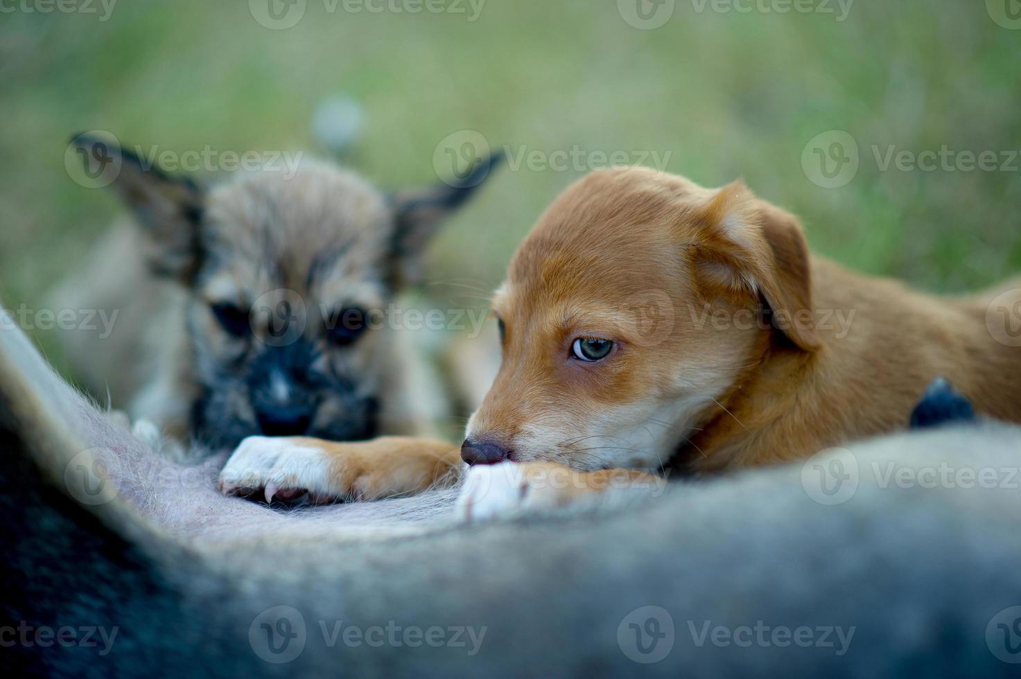 The picture of a puppy eating breast milk from hunger Dog lover concept With copy space photo