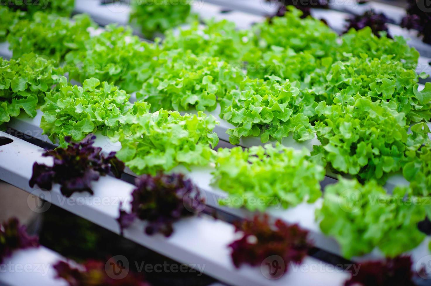 Organic vegetable salad garden photo
