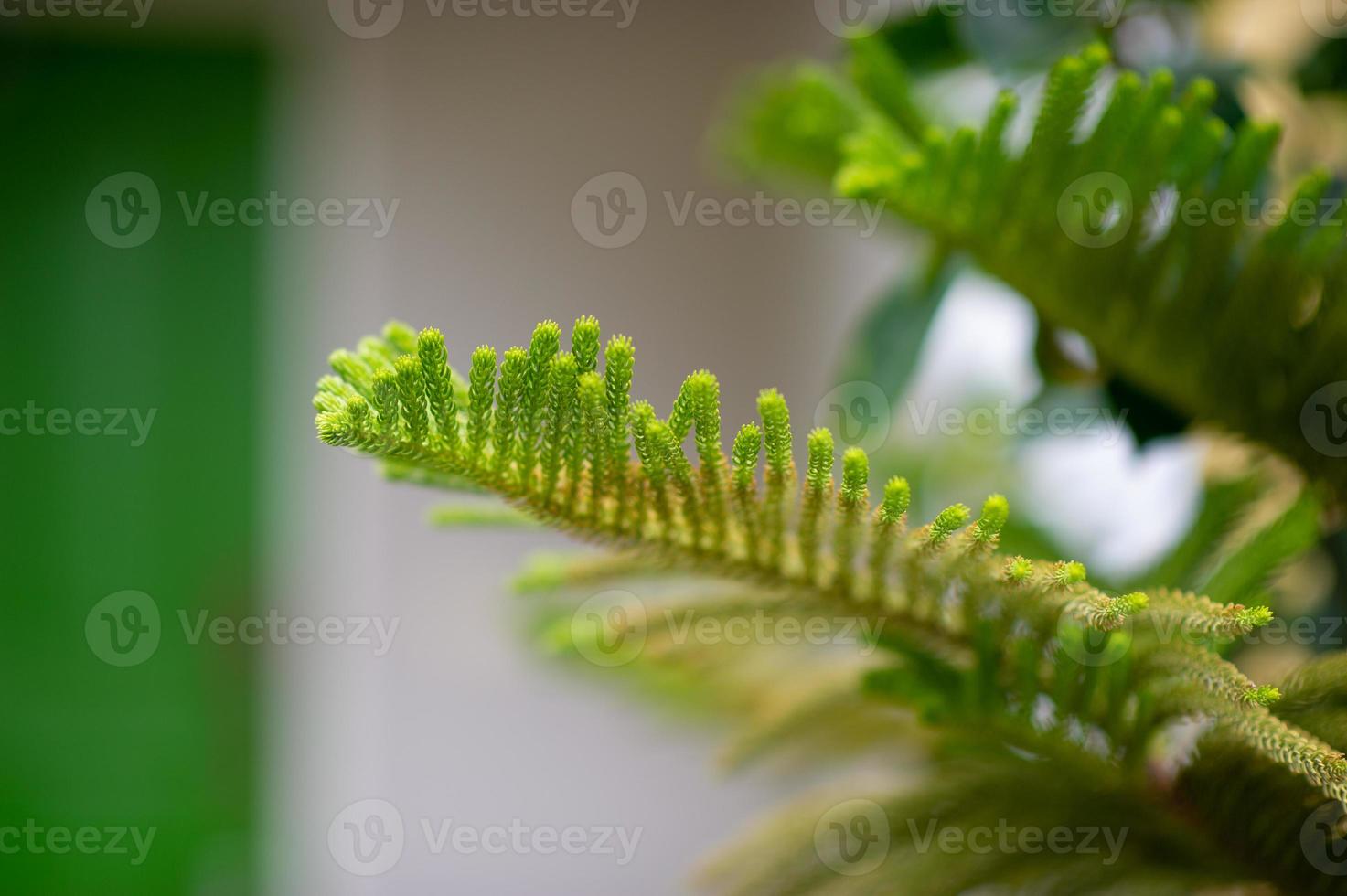 Beautiful green leaves in the rainy season. Natural concept photo