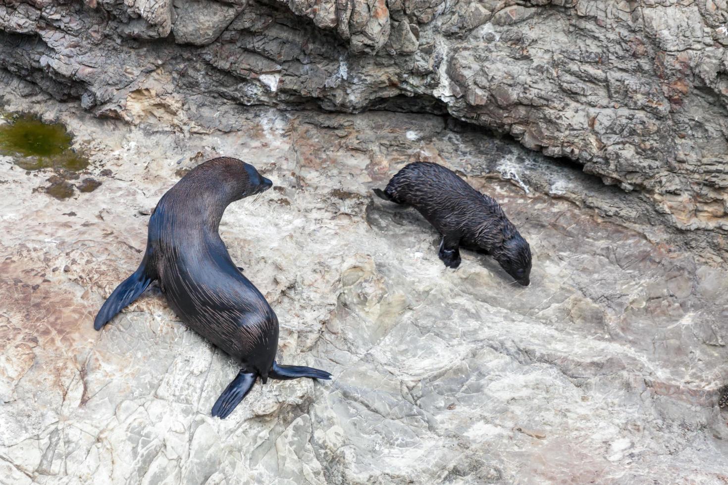 New Zealand Fur Seal photo