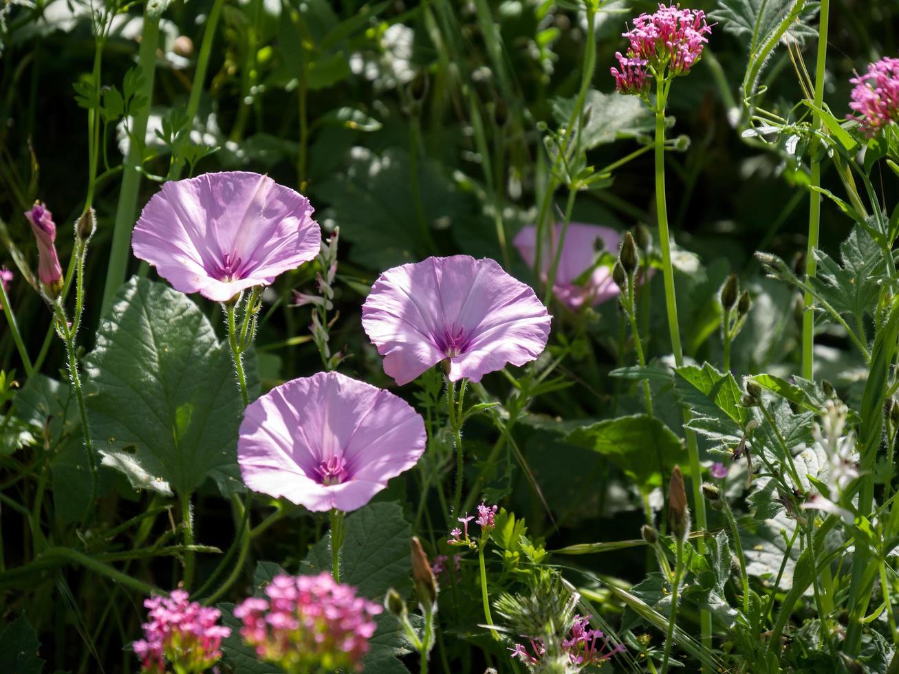 enredadera de hojas de malva foto