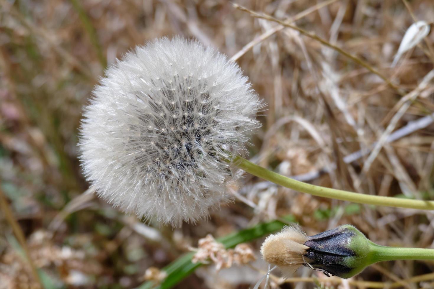 cabeza de semilla de diente de león foto