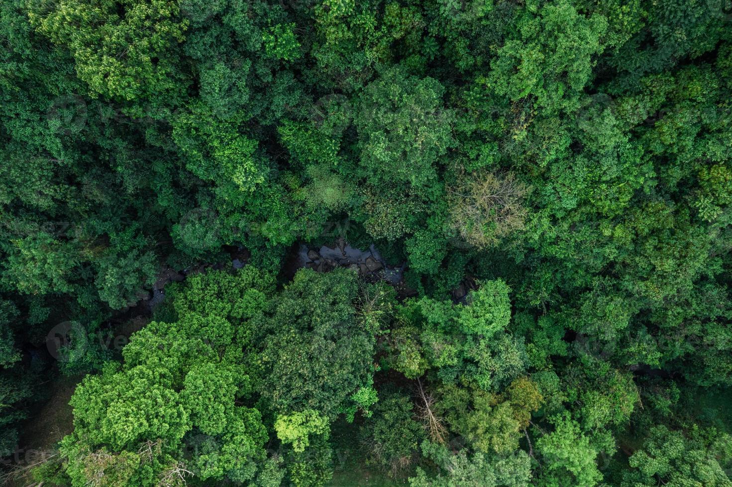 road and green trees from above in the summer forest photo