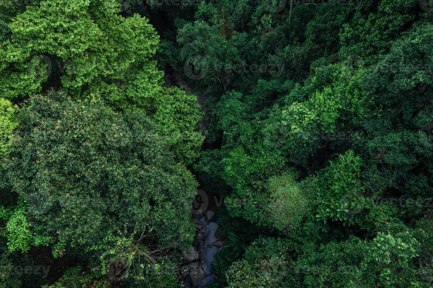 camino y árboles verdes desde arriba en el bosque de verano foto