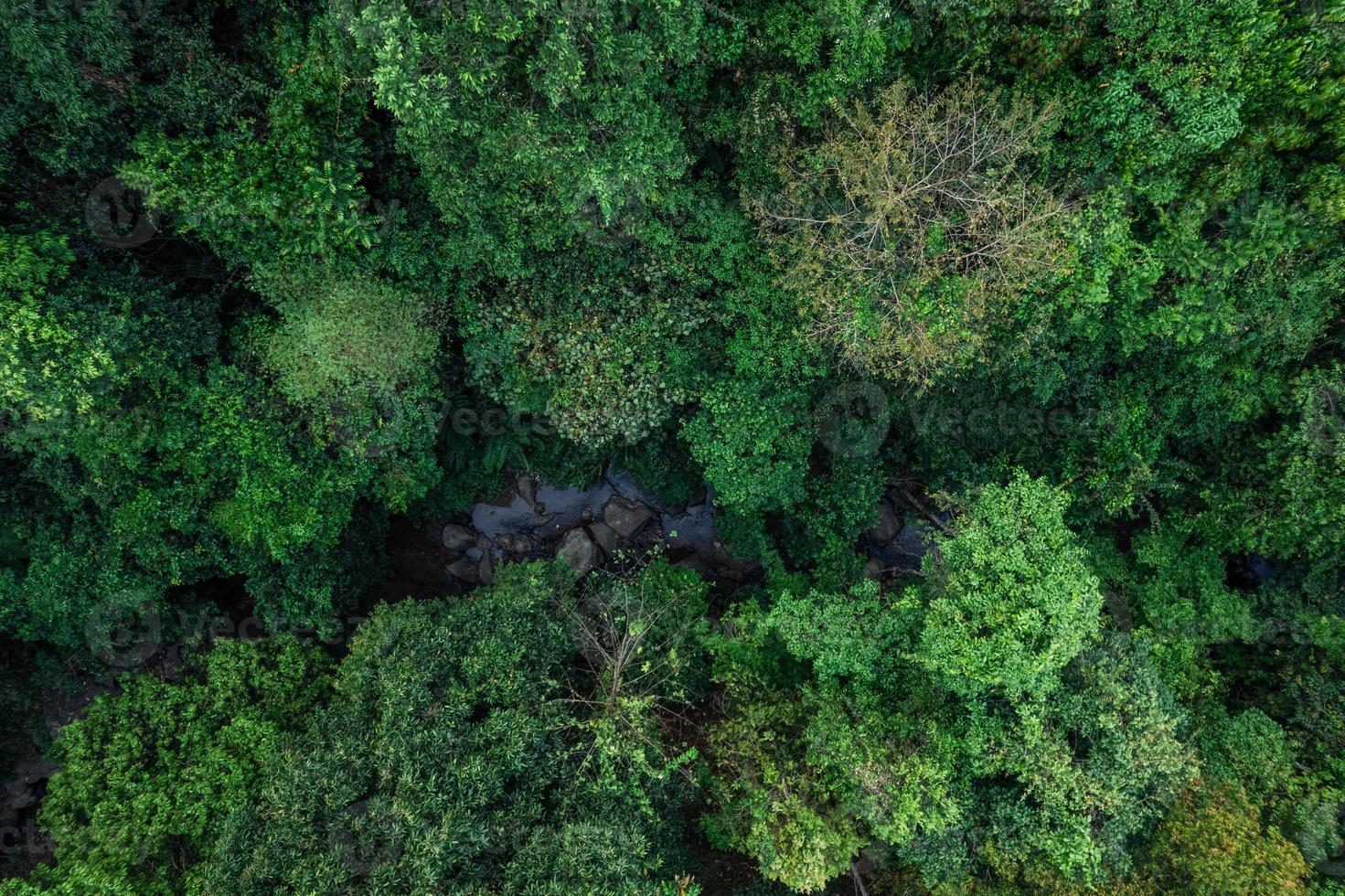 road and green trees from above in the summer forest photo