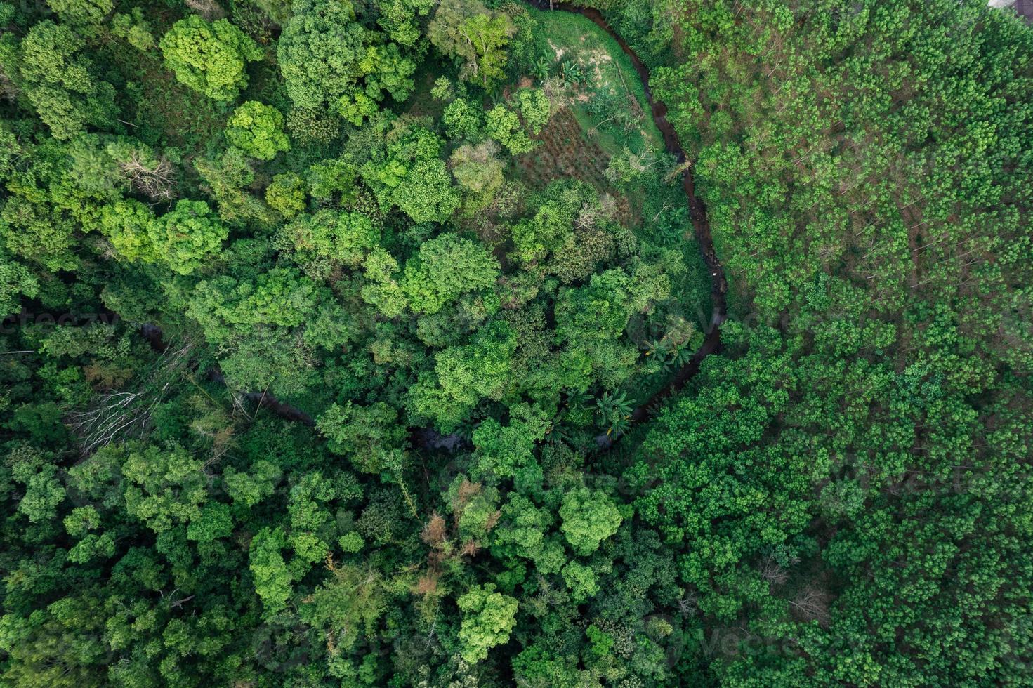 road and green trees from above in the summer forest photo