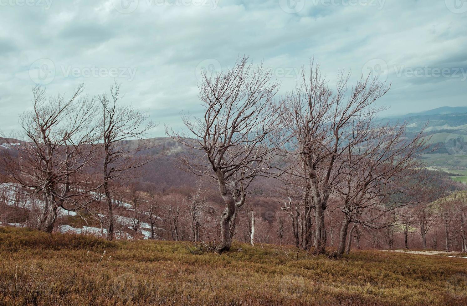 Landscape of great mystery forest in spring in the cloudy day photo