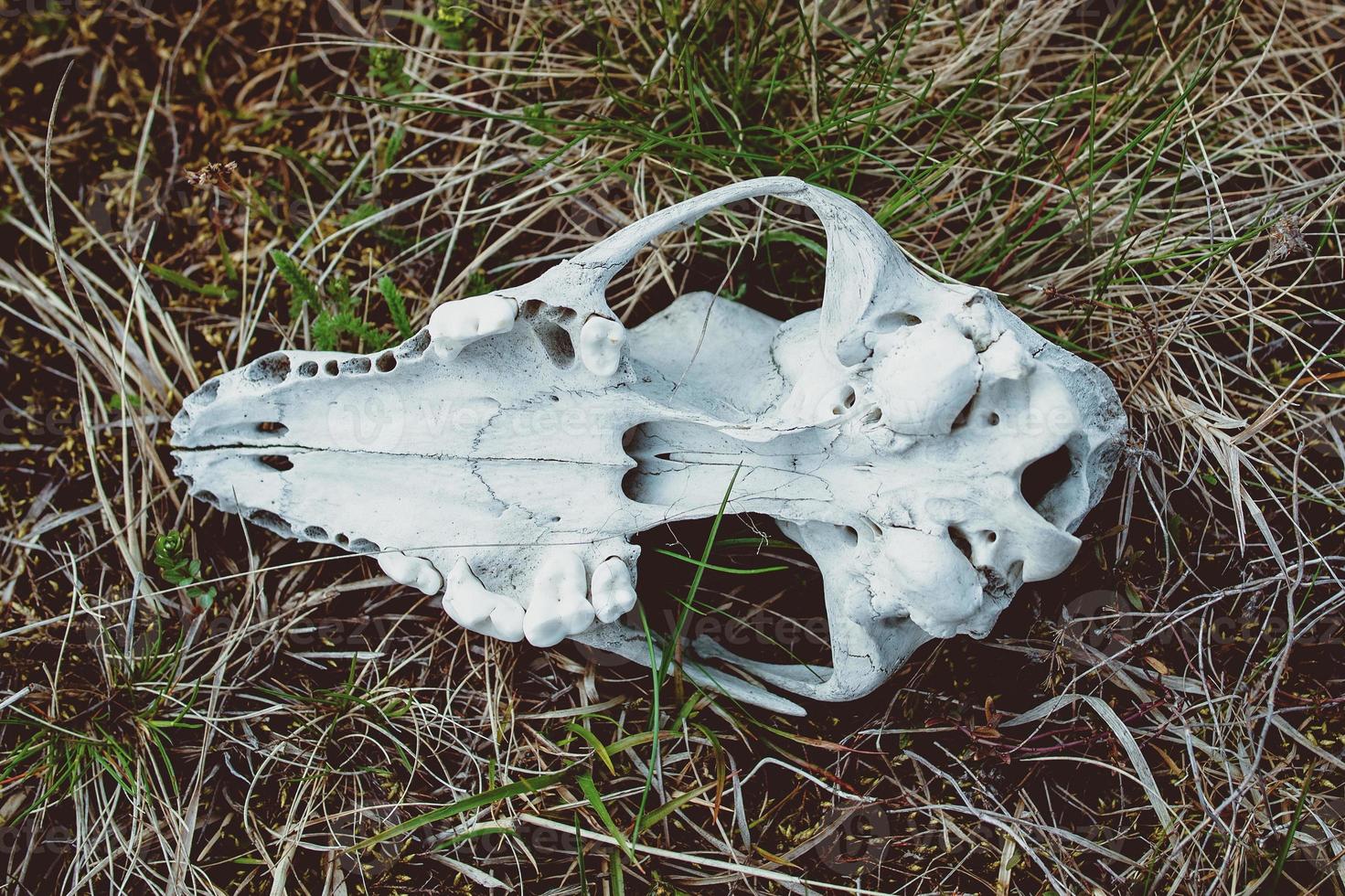photo of animal skull on the grass