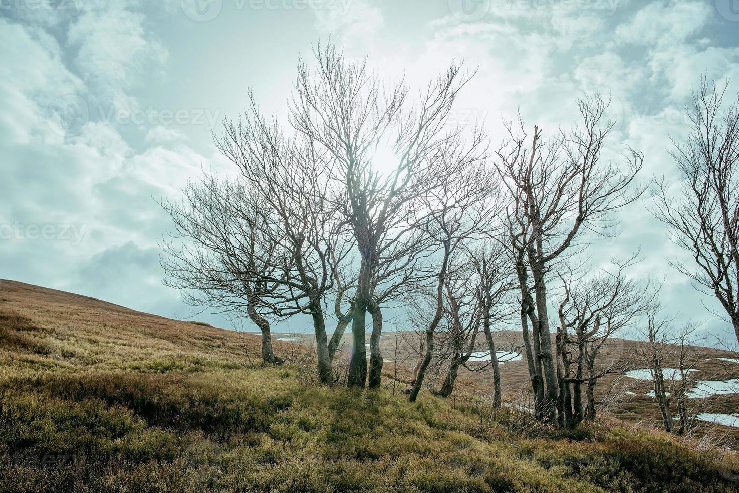 paisaje de gran bosque misterioso en primavera en el día nublado foto