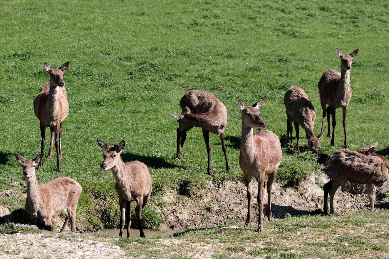 Herd of Red Deer in a field by a drainage ditch photo