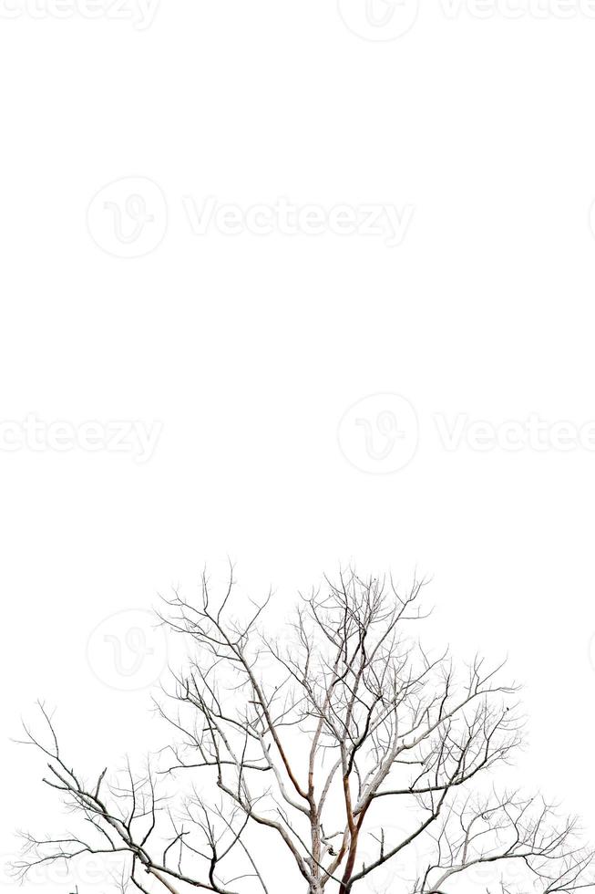 Dry twigs, dry trees on a white background Object concept photo