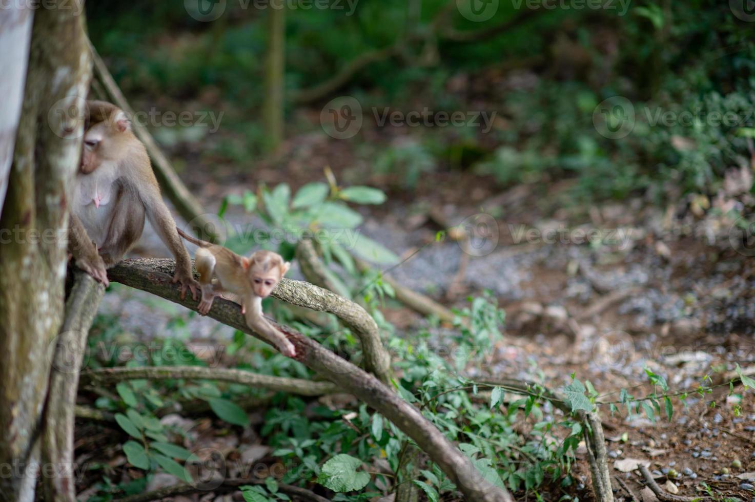 Monkeys and monkeys in the fertile forest photo