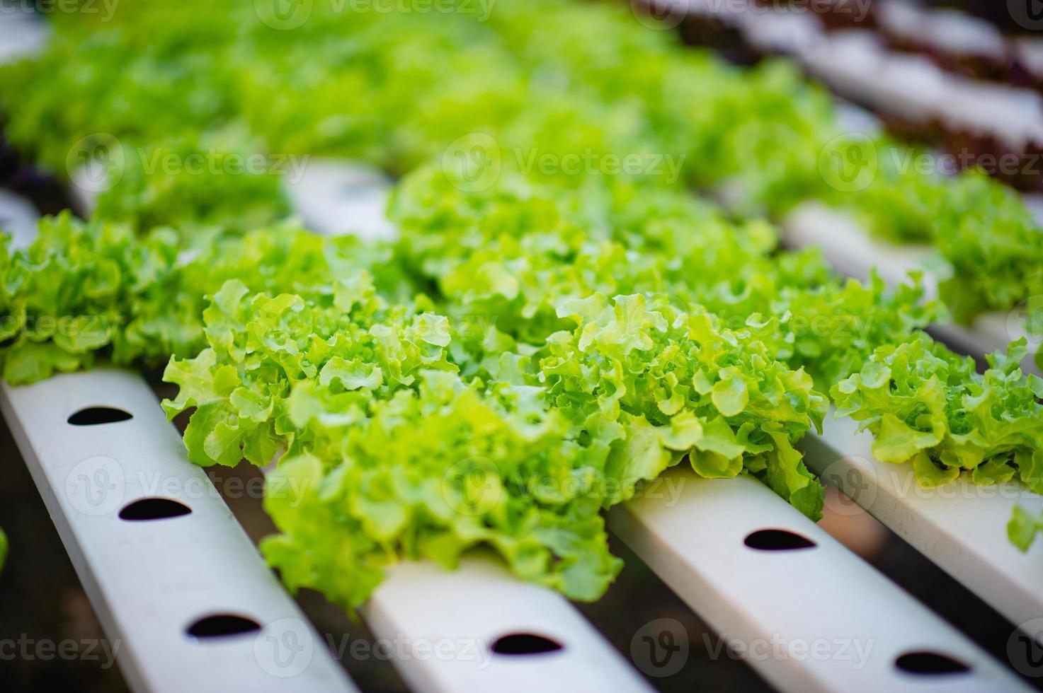 jardín de ensalada de verduras orgánicas foto