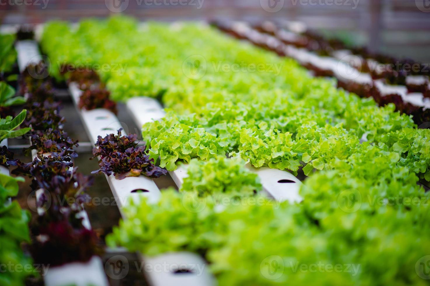 jardín de ensalada de verduras orgánicas foto