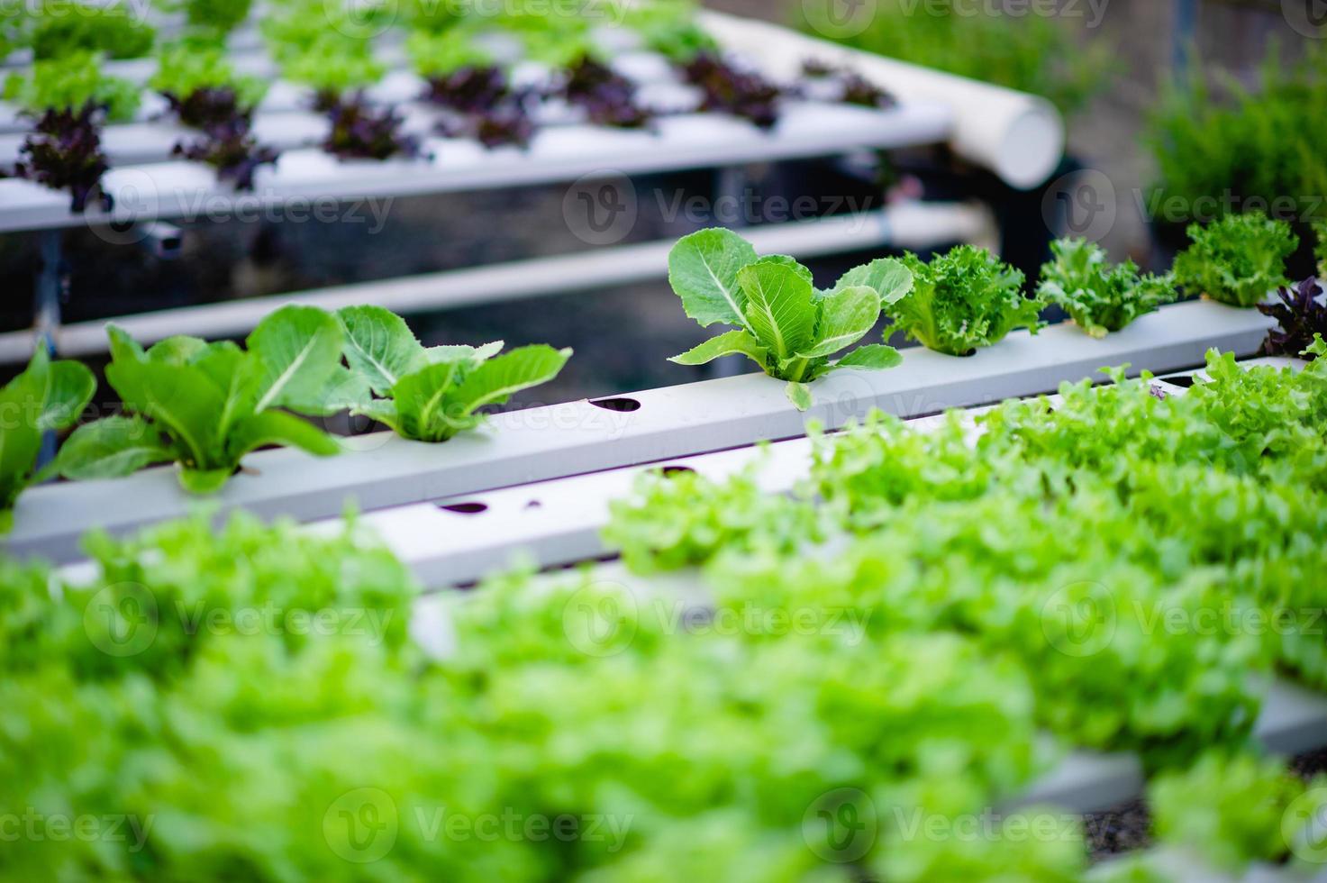 jardín de ensalada de verduras orgánicas foto