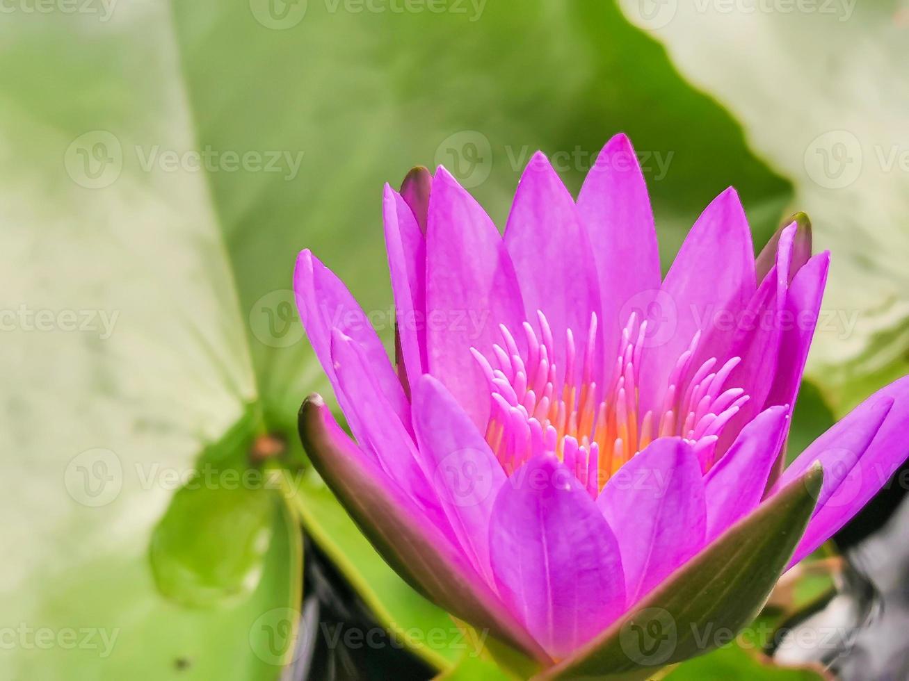 Blooming lotus, pinkish purple with yellow stamens It's a beautiful flower, macro. photo