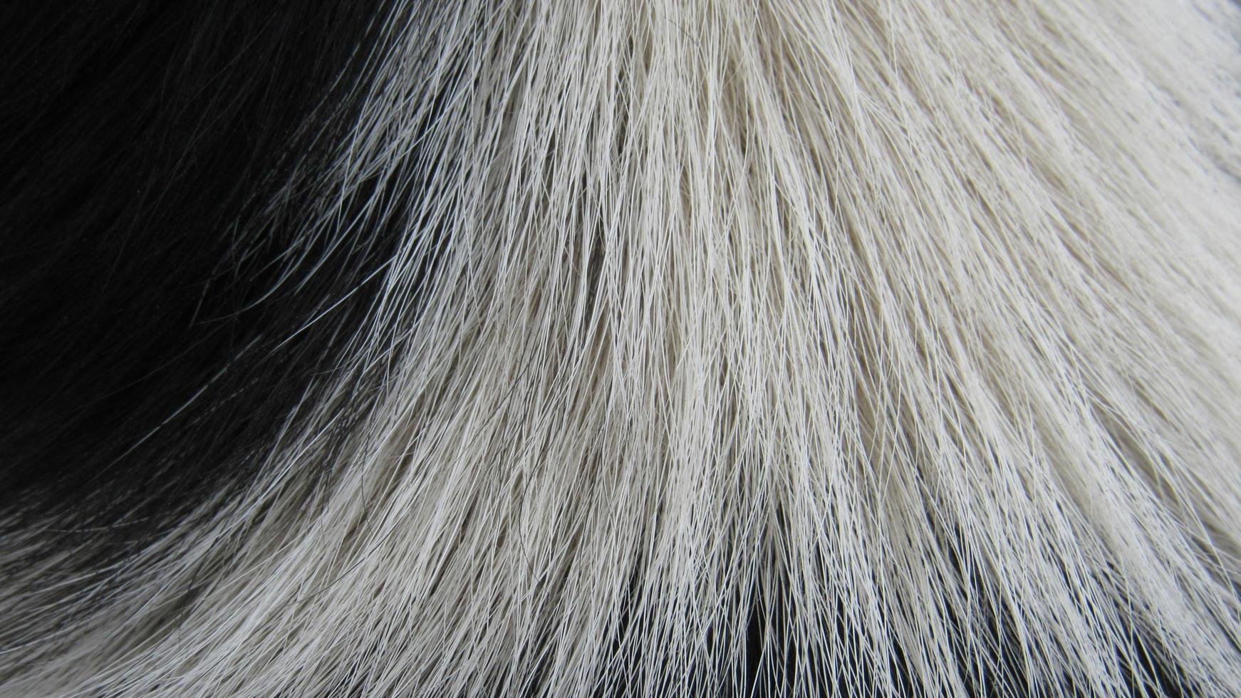 fur texture. close up of fur. fur background photo