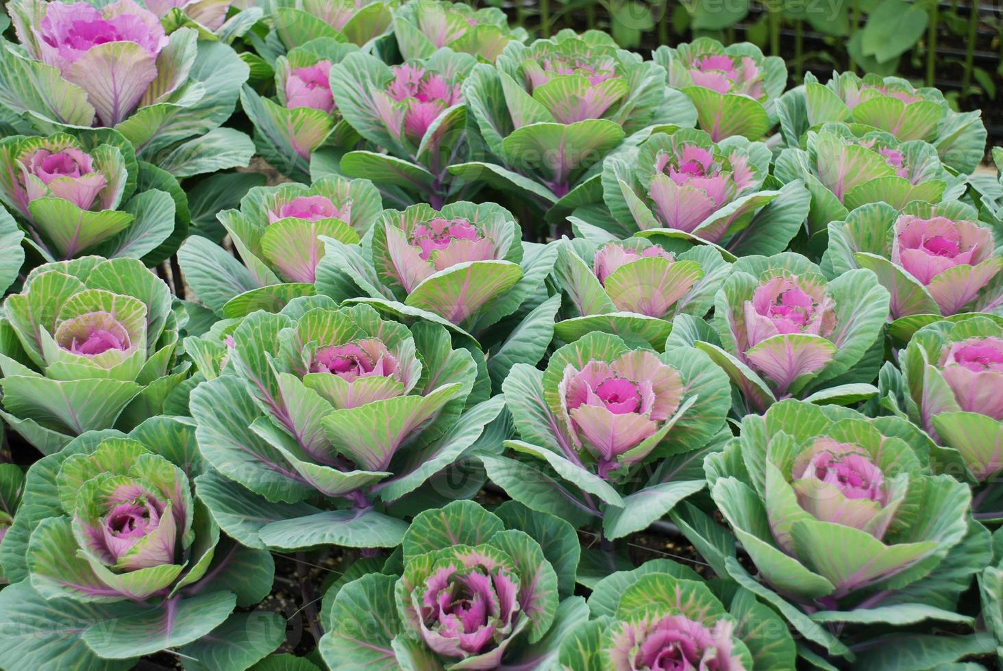 repollo ornamental en jardín botánico, flores y plantas, medio ambiente foto