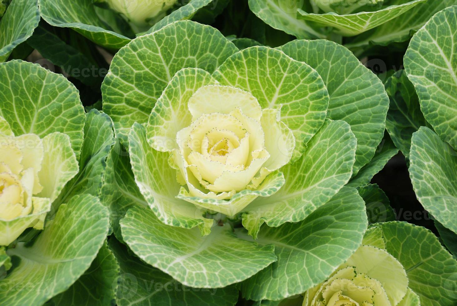 Ornamental cabbage in botanical garden, flowers and plants, environment photo