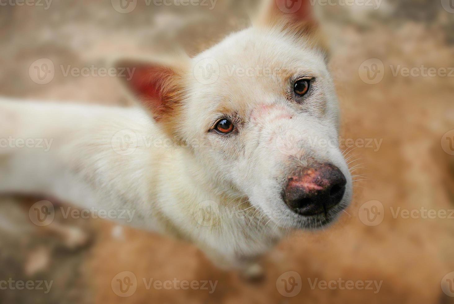 Dog's eyes full of questions photo