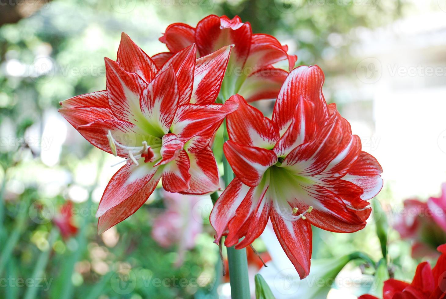 flor de amarilis roja foto