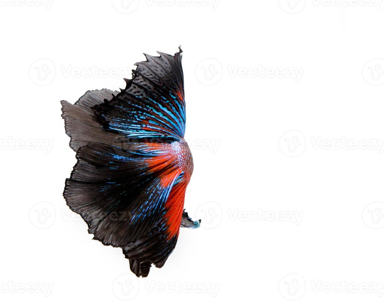 Multi-color betta fish, siamese fighting fish photo