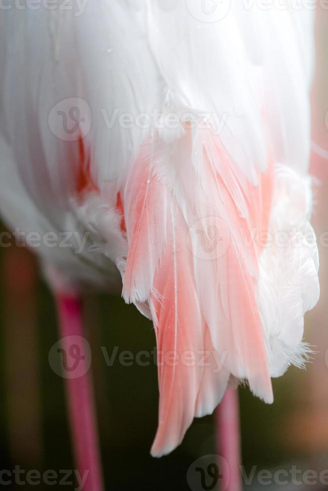 Flamingo's feather tails photo