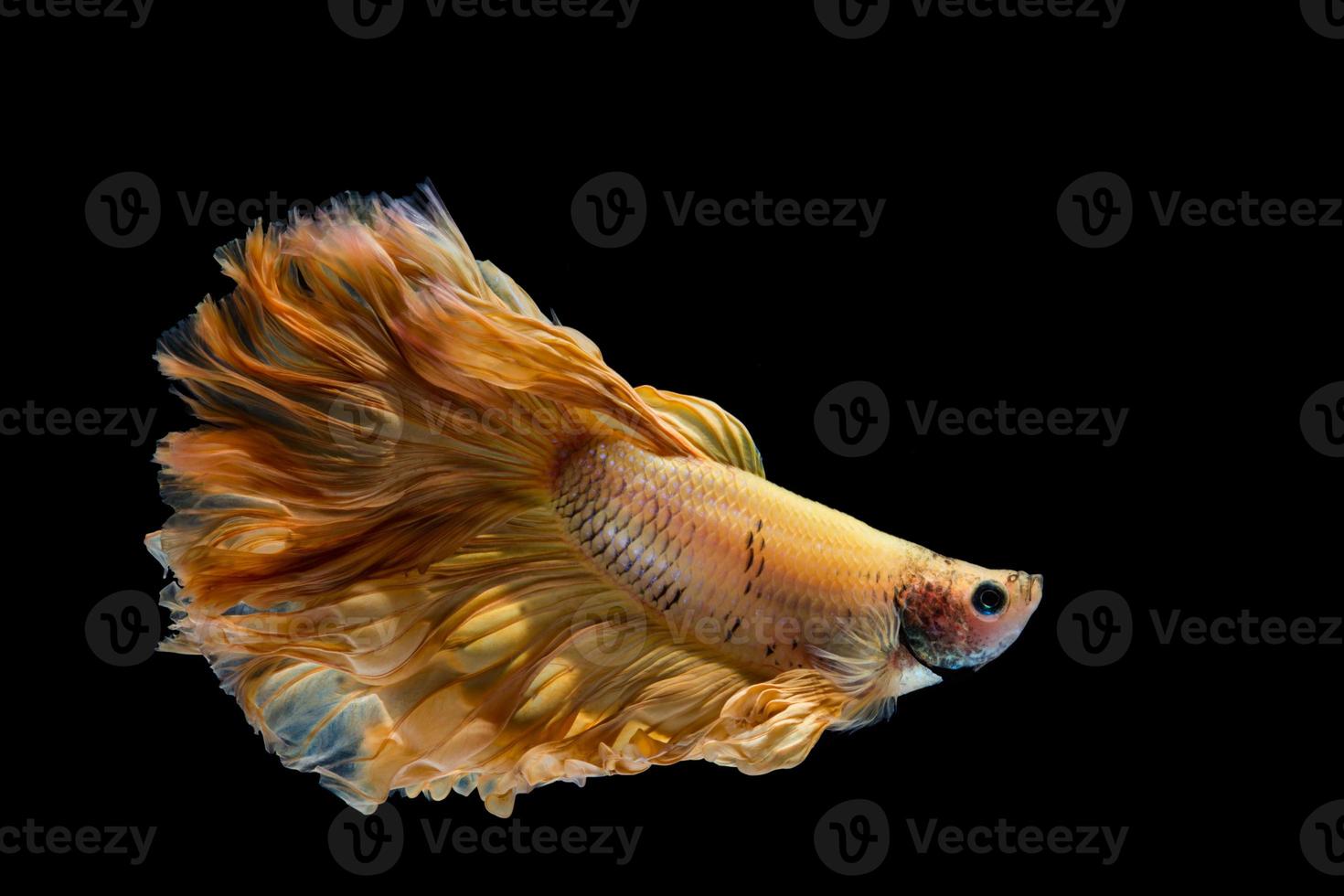 Yellow gold betta fish, siamese fighting fish on black background photo