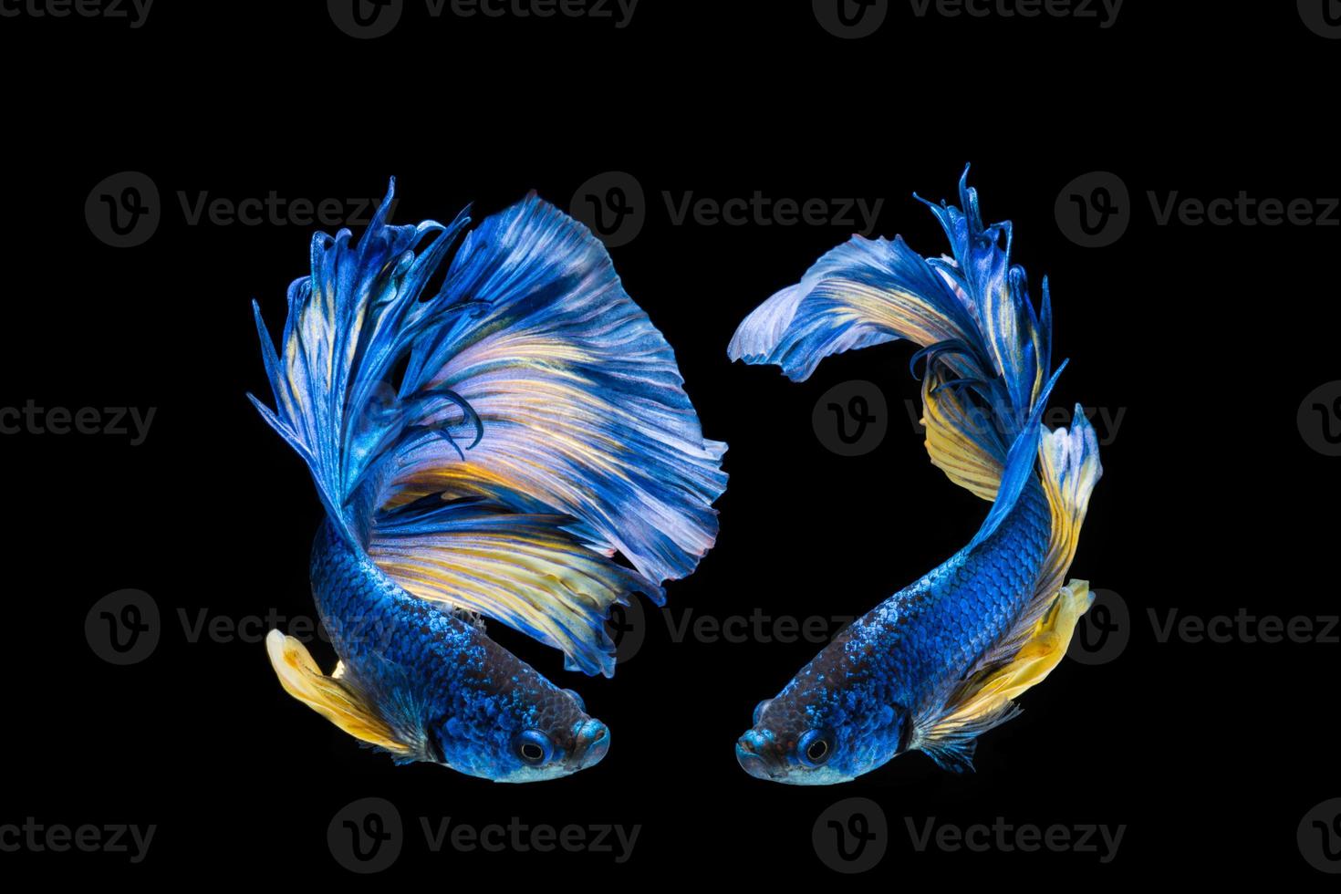 Blue and yellow betta fish, siamese fighting fish on black background photo