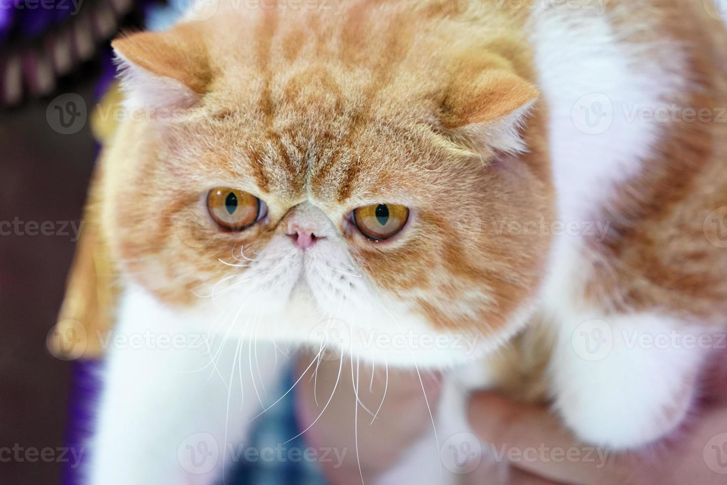 cierra la cara corta del gato persa, la nariz corta y el pelo castaño anaranjado con el patrón de tigre. foto