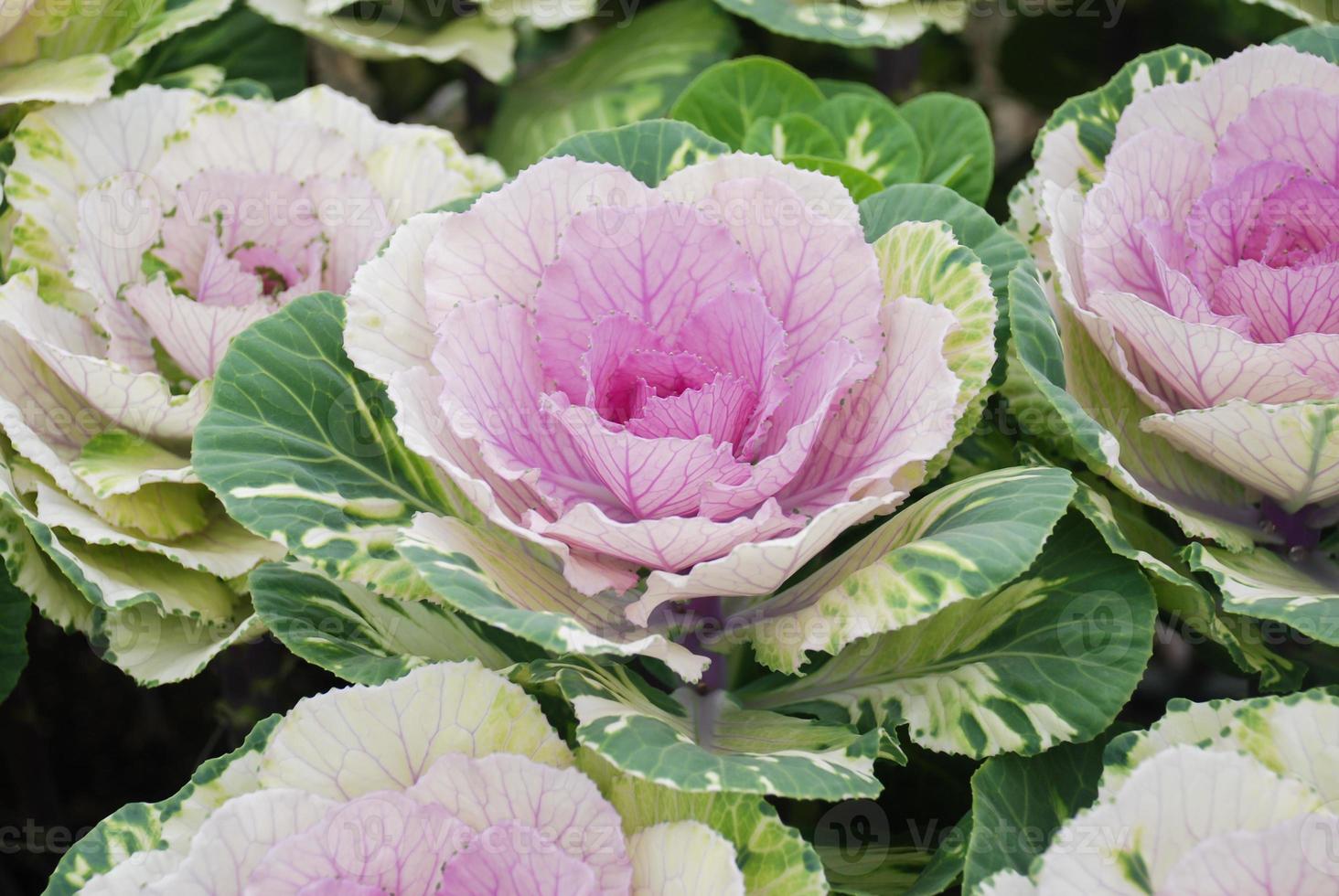 Ornamental cabbage in botanical garden, flowers and plants, environment photo