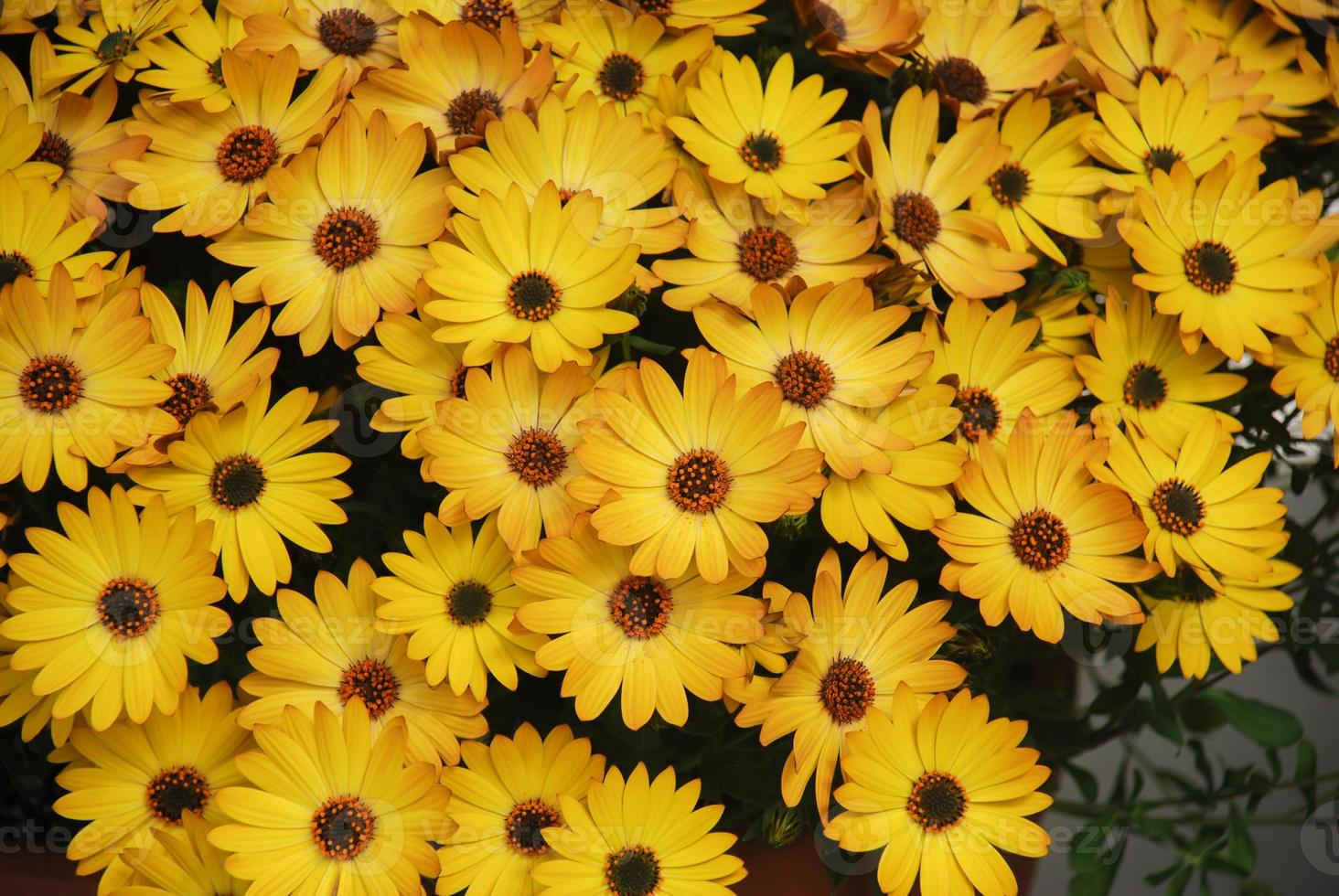 Yellow osteospermum or dimorphotheca flowers, yellow flowers photo