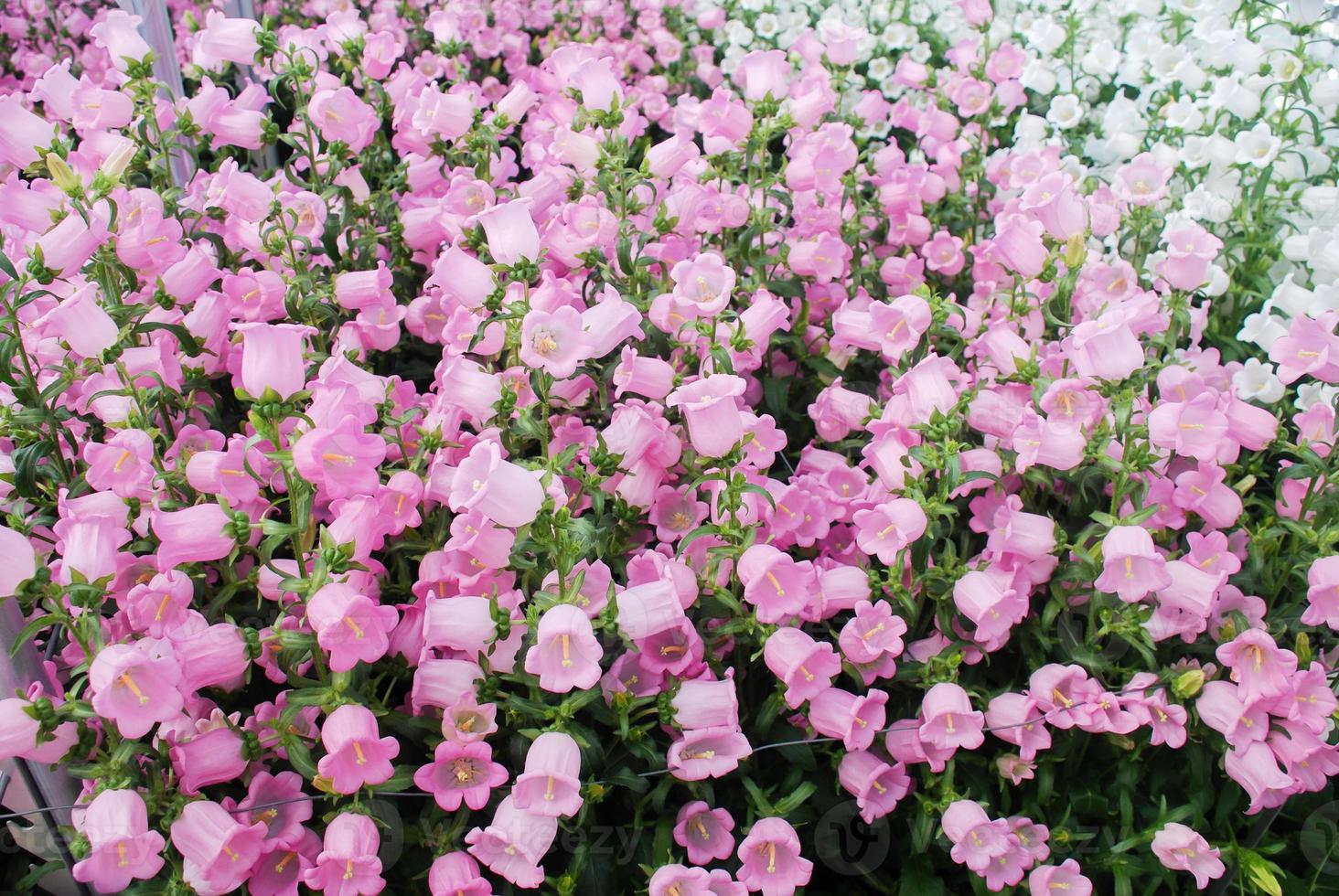 flores de campánula rosa. campanula portenschlagiana foto