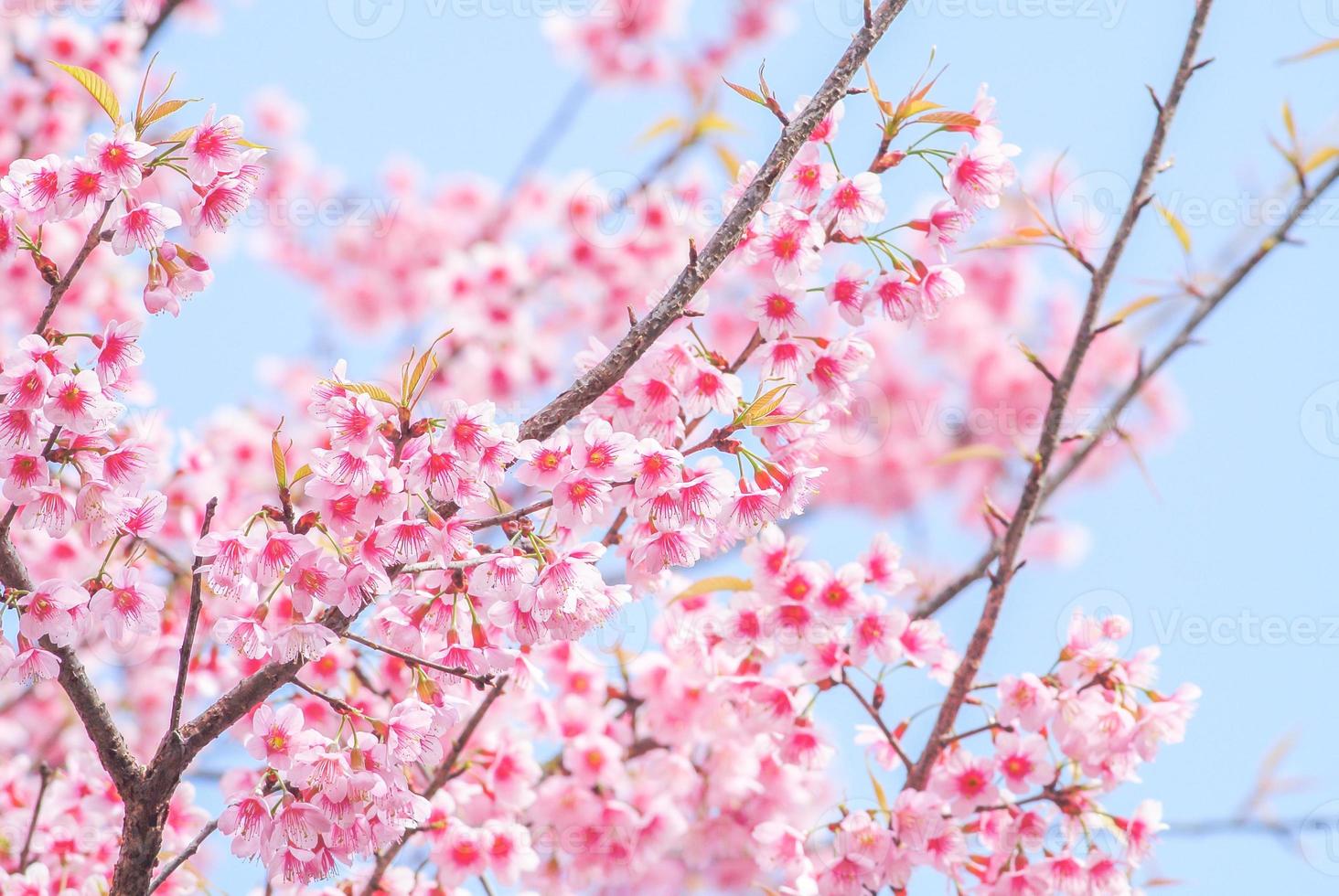 Cherry Blossom in spring with soft focus photo
