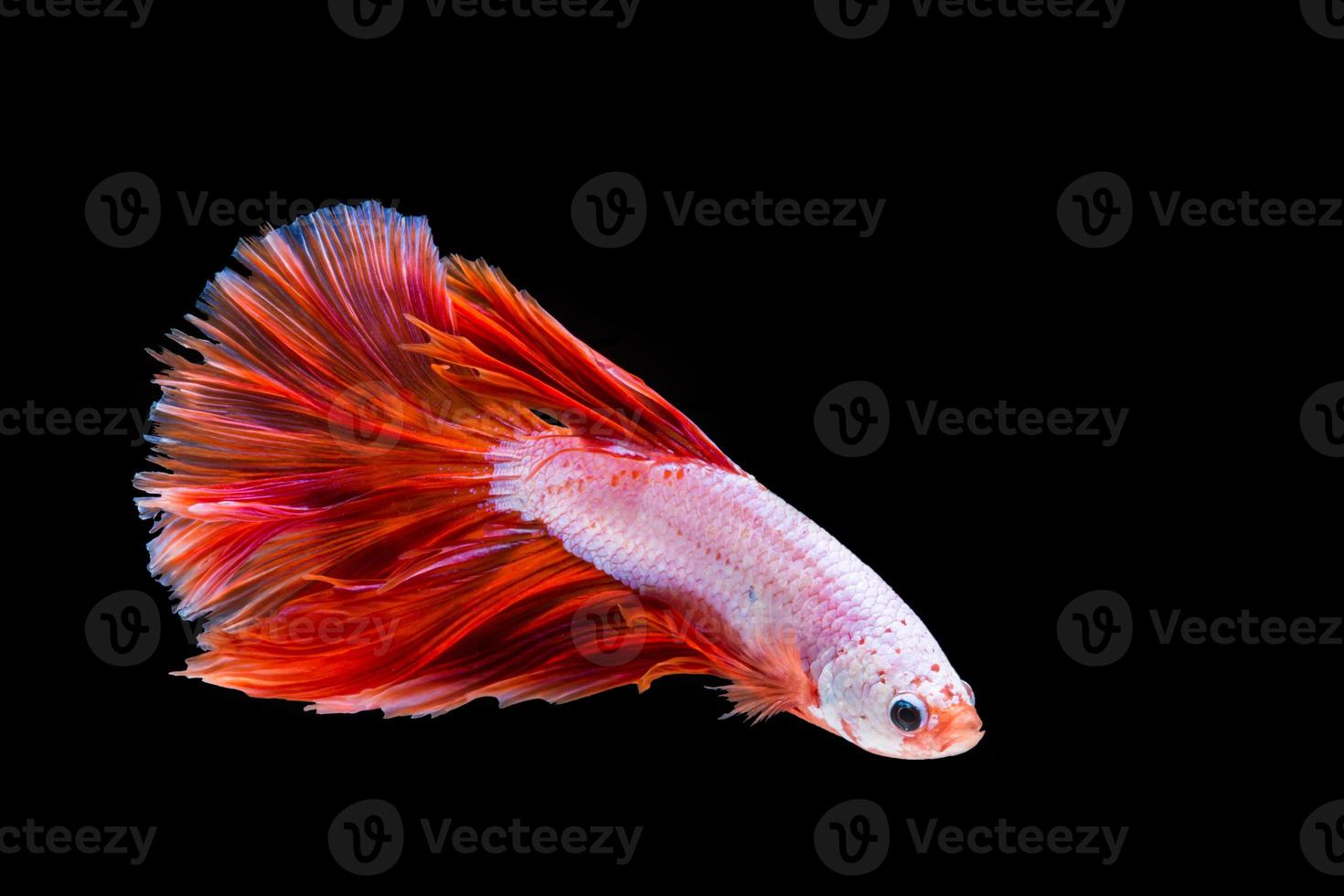 Pink and red betta fish, siamese fighting fish on black background photo