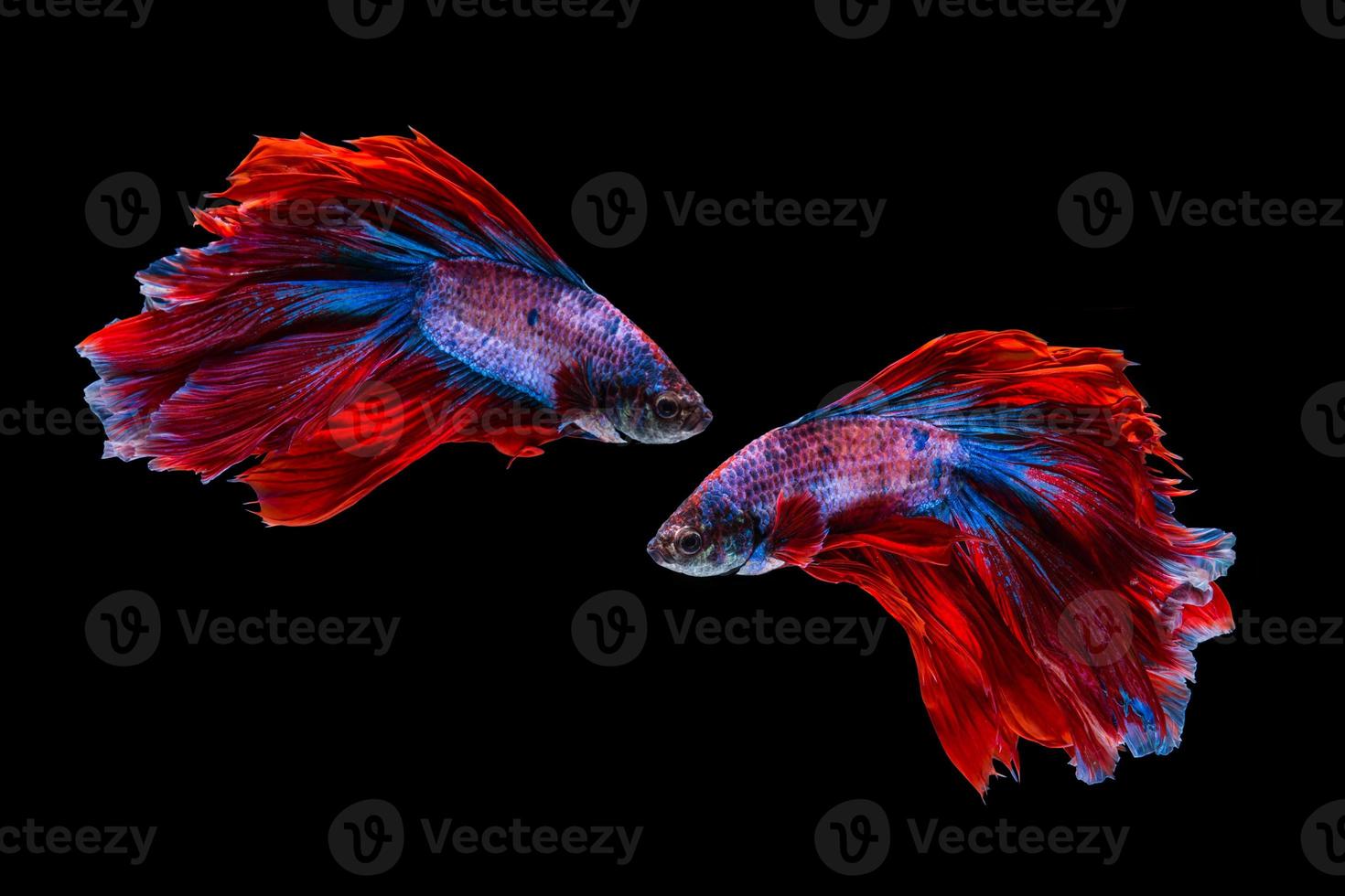 Red and blue betta fish, siamese fighting fish on black background photo