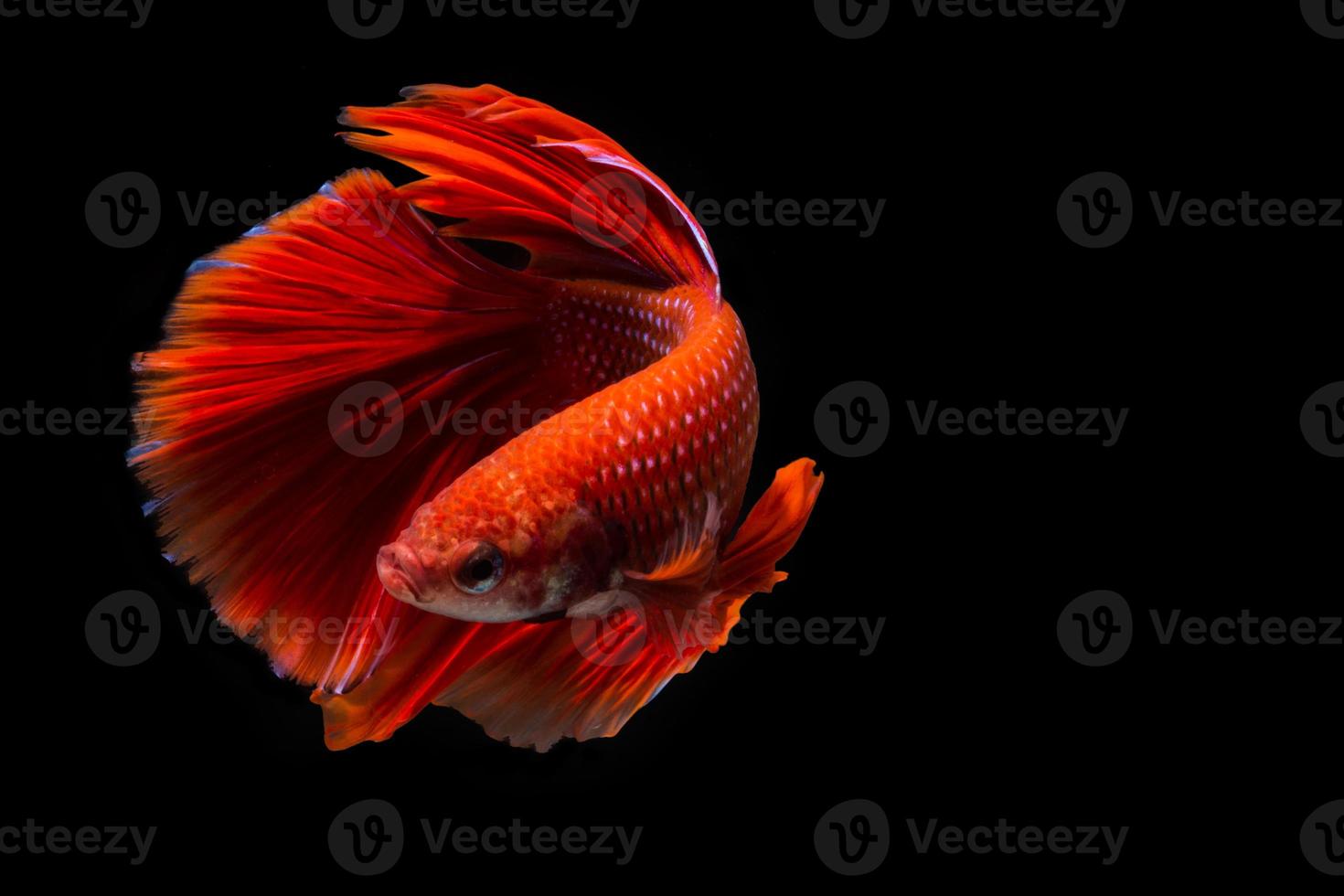 Red betta fish, siamese fighting fish on black background photo