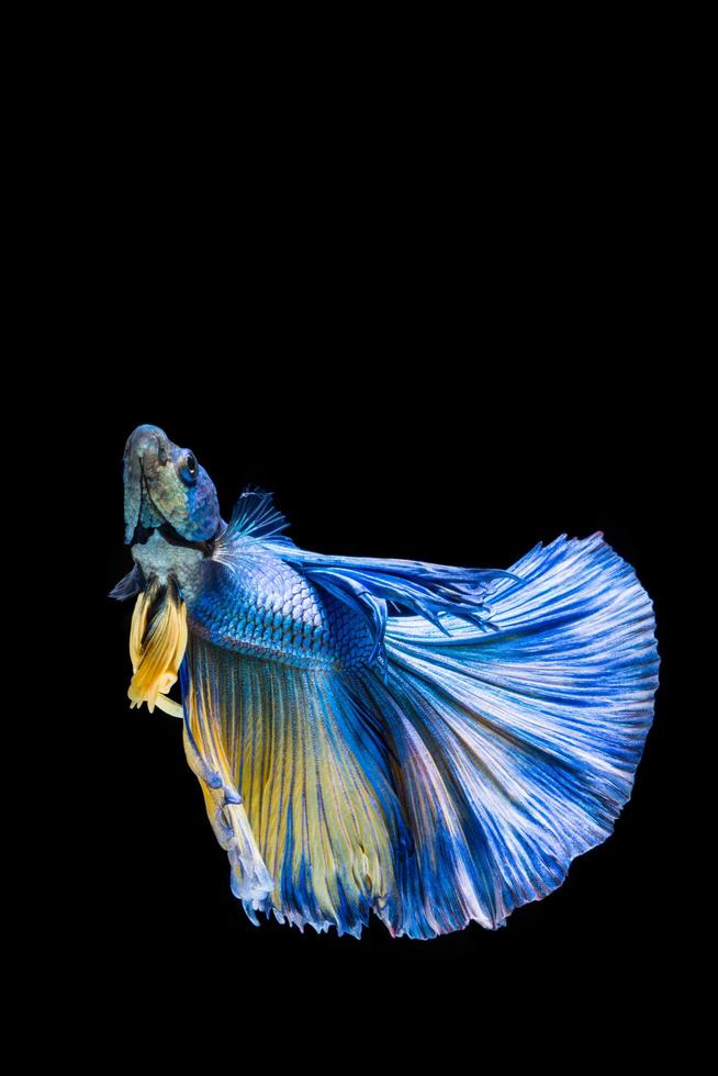 pez betta azul y amarillo, pez luchador siamés sobre fondo negro foto