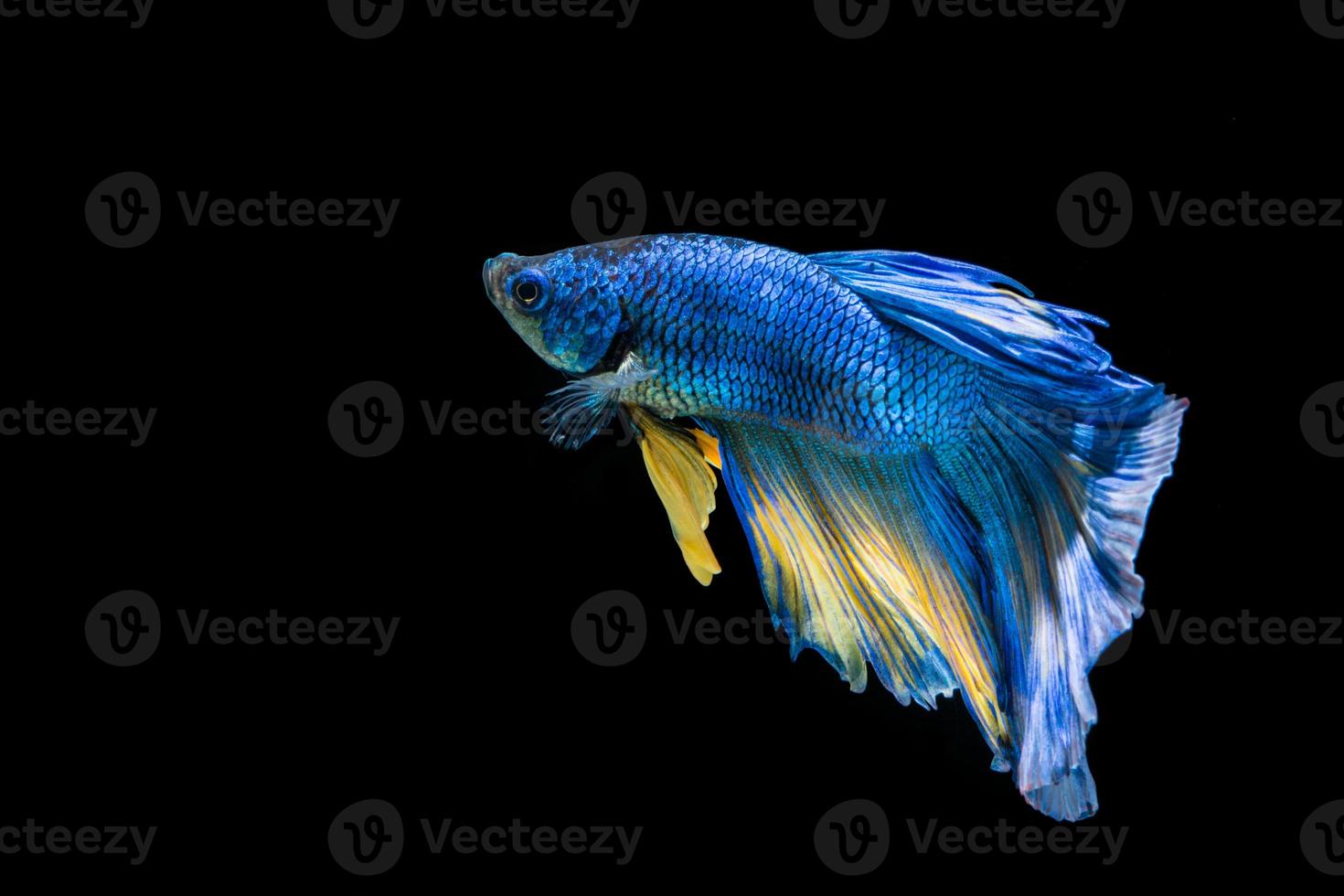 Blue and yellow betta fish, siamese fighting fish on black background photo