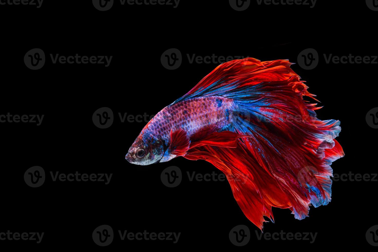 Red and blue betta fish photo
